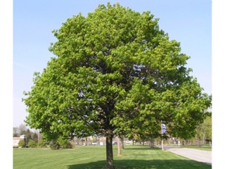 Korai juhar (Acer platanoides) lombkoronás fa parkban