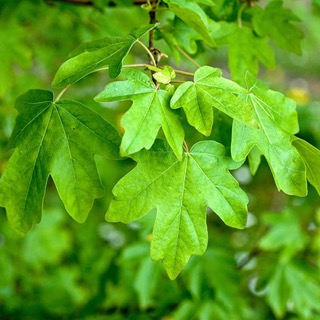 Mezei juhar (Acer campestre) kertben ültetve
