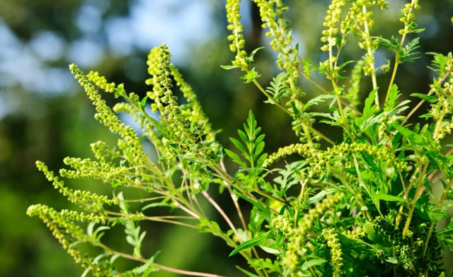 9W3A9866 másolat.jpg 322 – közepes