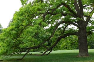 Kocsányos tölgy (Quercus robur) magyar kertben