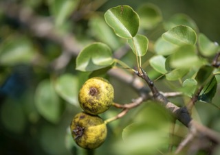 Vadalma (Pyrus pyraster) őshonos magyar gyümölcsfa