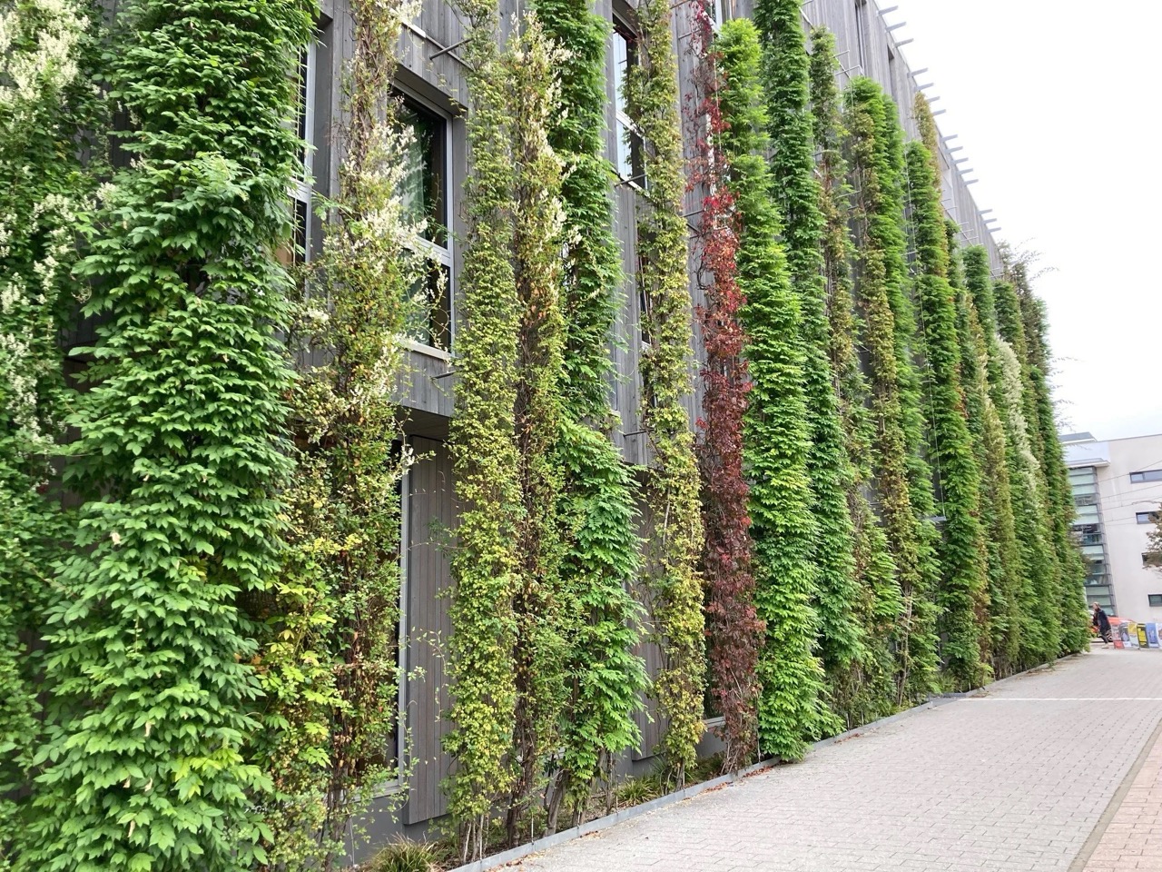 Zöldfal építés és növénytelepítés Ultramarin Kft. kertépítő csapatával