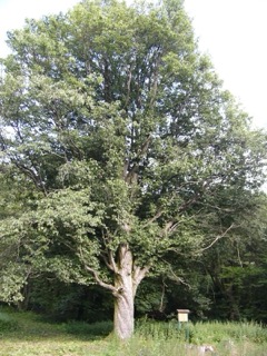 Sorbus aucuparia hegyi berkenye piros bogyókkal