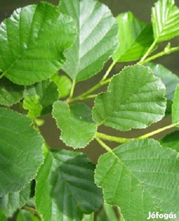 Alnus glutinosa – fekete éger vízpart mellett