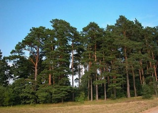 Pinus sylvestris – erdei fenyő hazai erdőben