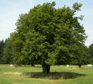Közönséges gyertyán (Carpinus betulus) parkosított kertben
