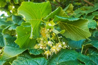 Tilia platyphyllos – nagylevelű hárs virágzó ágakkal