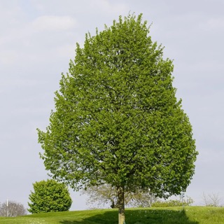 Tilia platyphyllos – nagylevelű hárs virágzó ágakkal