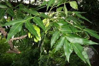 Keskenylevelű kőris (Fraxinus angustifolia) kertépítési környezetben