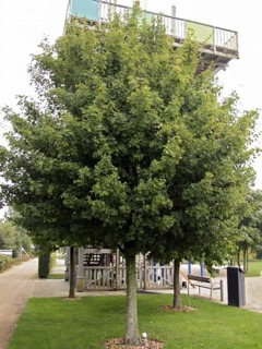 Mezei juhar (Acer campestre) kertben ültetve