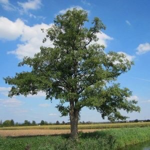 Alnus glutinosa – fekete éger vízpart mellett