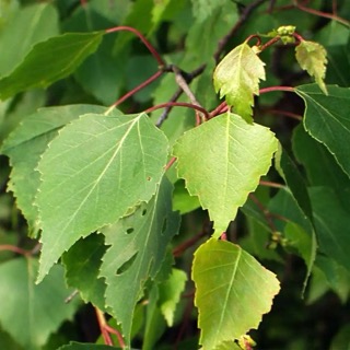 Közönséges nyírfa (Betula pendula) fehér kérgű fa kertben