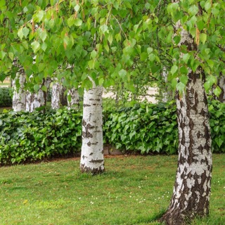 Közönséges nyírfa (Betula pendula) fehér kérgű fa kertben