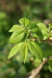 Kislevelű szil – ellenálló, őshonos fa