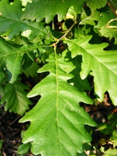 Kocsányos tölgy (Quercus robur) magyar kertben