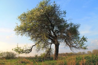 Vadkörte (Pyrus pyraster) őshonos magyar gyümölcsfa