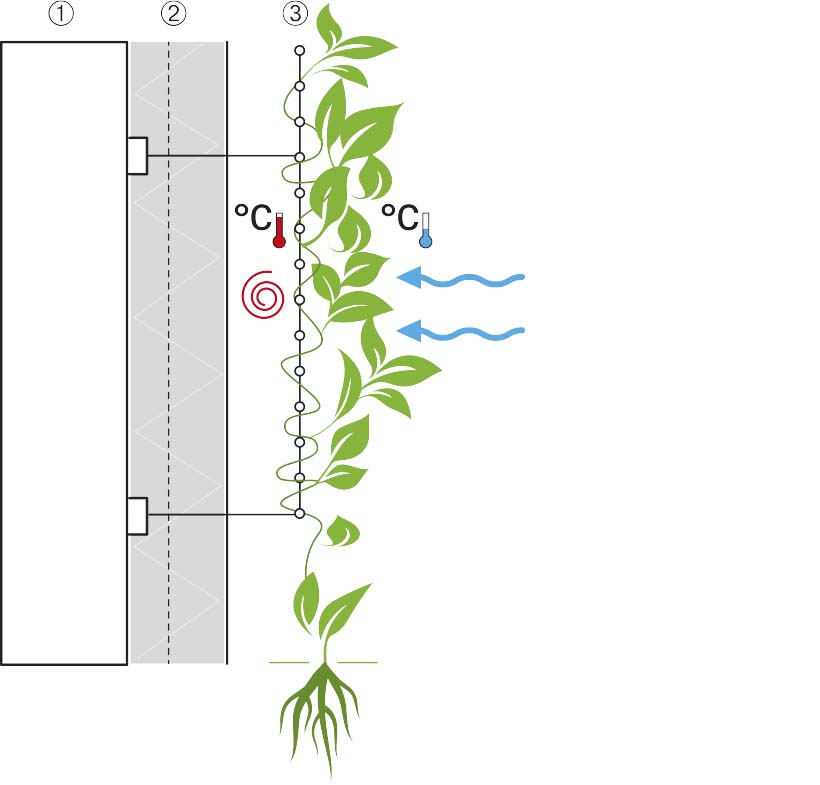 Kültéri zöldfal építés és növényfuttató háló telepítés homlokzatra