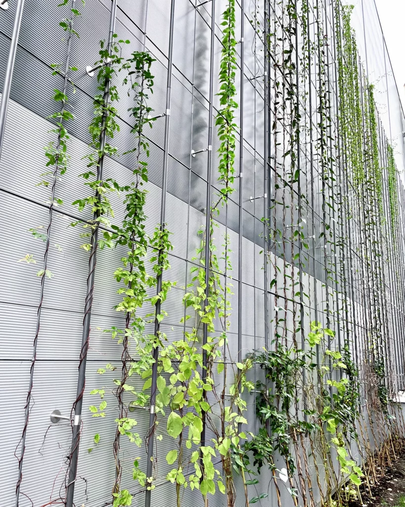 Növényfuttató háló szerelése zöldfal kialakításához