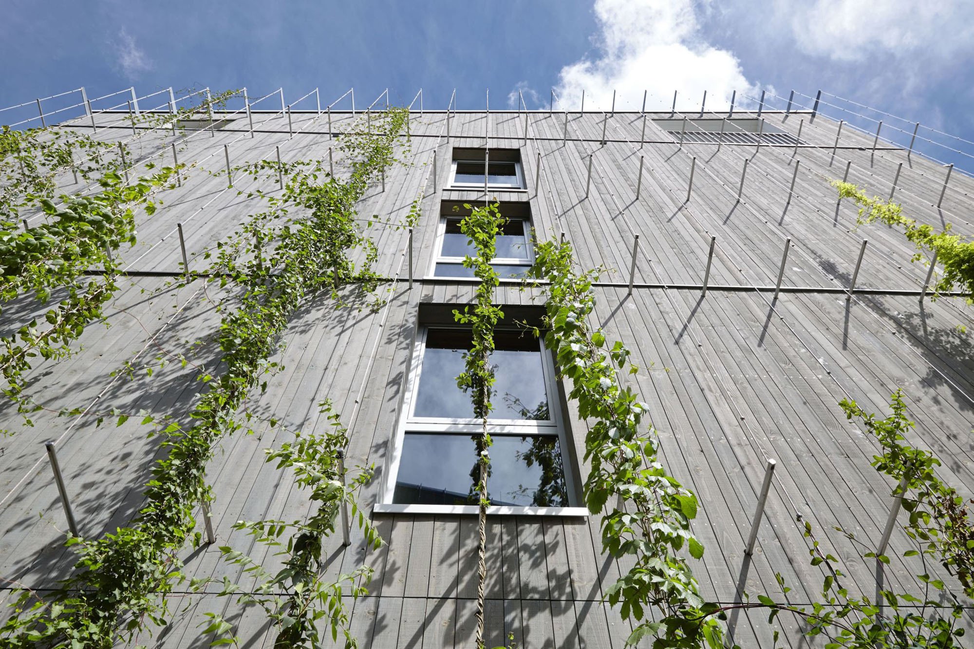 Zöldfal építés és növénytelepítés Ultramarin Kft. kertépítő csapatával